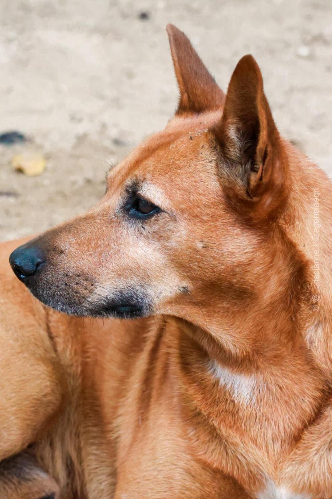 Pousada Roy Bonete Ilhabela Kültér fotó
